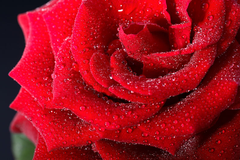 红玫瑰上水滴的微距拍摄
