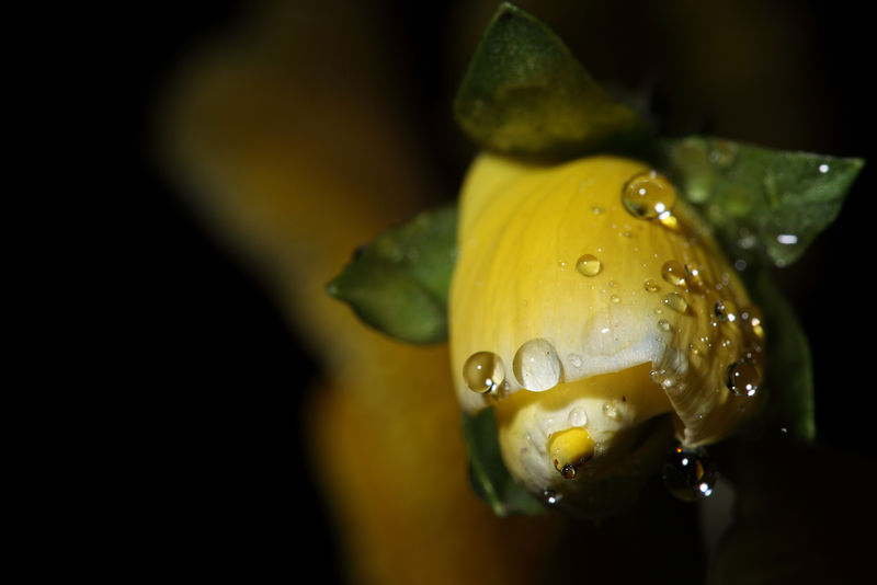 水仙花被雨滴覆盖
