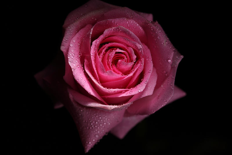 绝色粉红玫瑰的特写顶部拍摄-带独立背景的夜光中的柔嫩花瓣