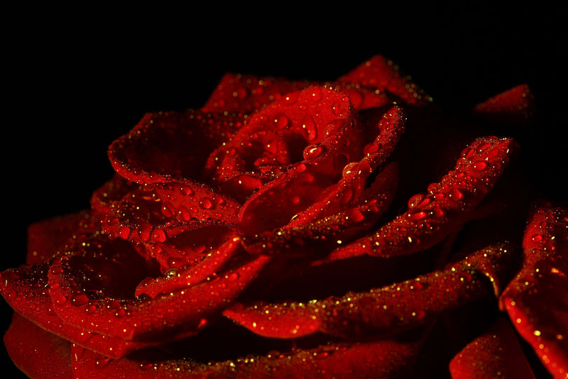 美丽的红玫瑰特写镜头
