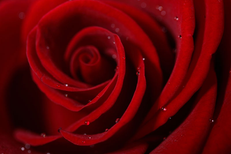 暗红色玫瑰芯带露珠微距拍摄