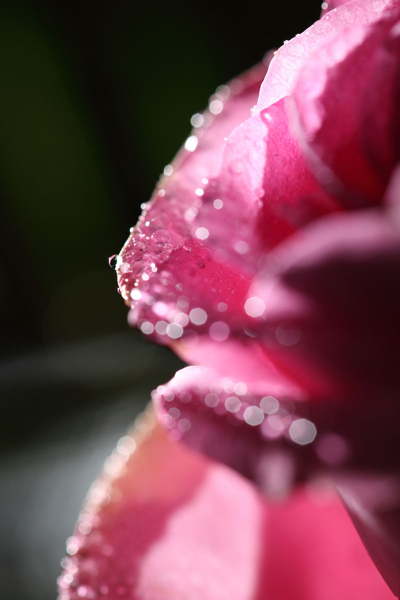 粉色玫瑰花瓣上的露珠