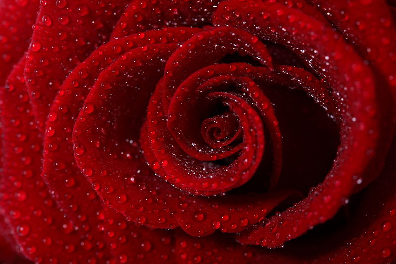雨后红玫瑰