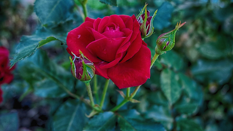 玫瑰-一种多刺的灌木或灌木-通常开红色粉红色黄色或白色芳香的花-原产于北温带地区