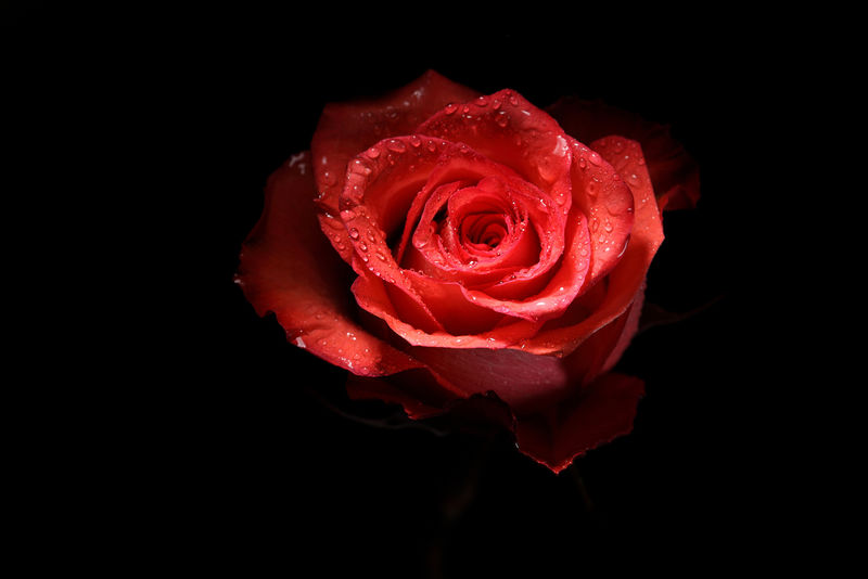美丽的红色玫瑰-黑色底座上有倒影
