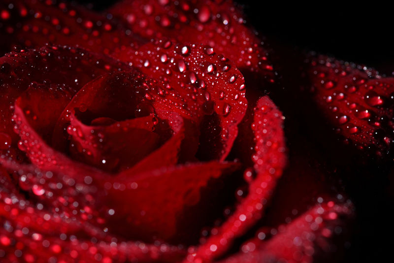 美丽的红玫瑰特写镜头