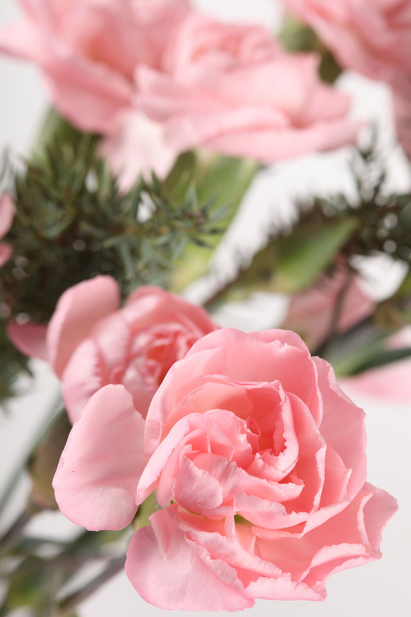 盛开的粉红玫瑰的特写镜头-浅景深