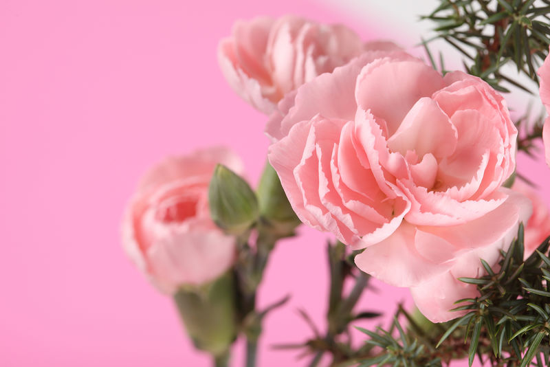 粉色微型康乃馨花-背景为粉色-从上面看-特写镜头-祝贺节日的概念