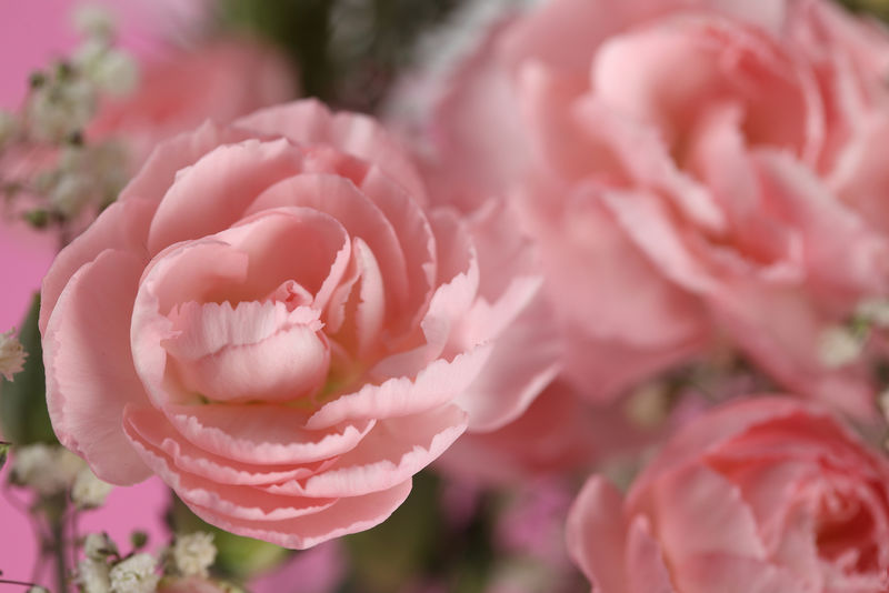 春天的粉红玫瑰