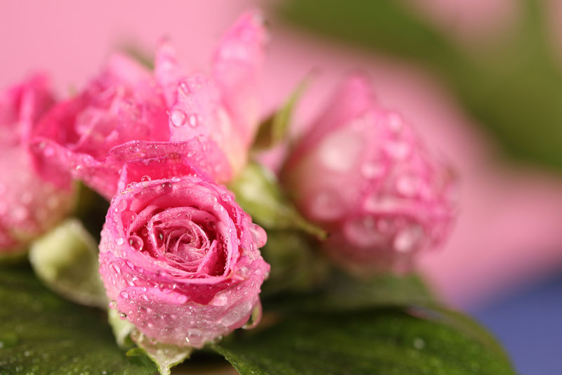 花园里的粉色玫瑰