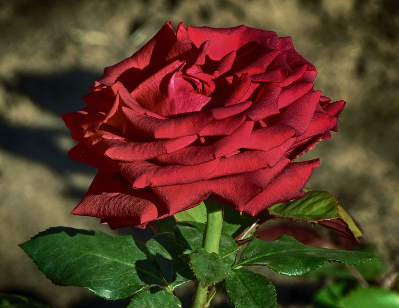 美丽的玫瑰盛开在华盛顿公园-国际玫瑰试验园-波特兰-俄勒冈州