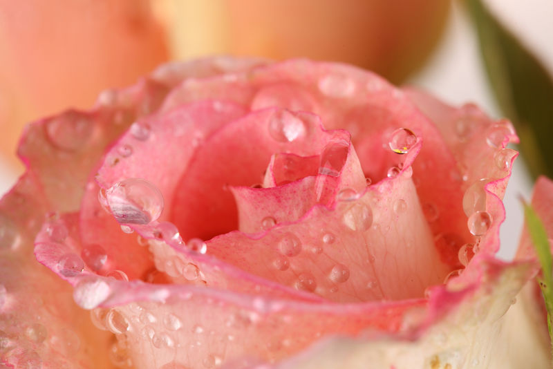雨后花园里粉红色玫瑰花的肖像-宏观自然摄影