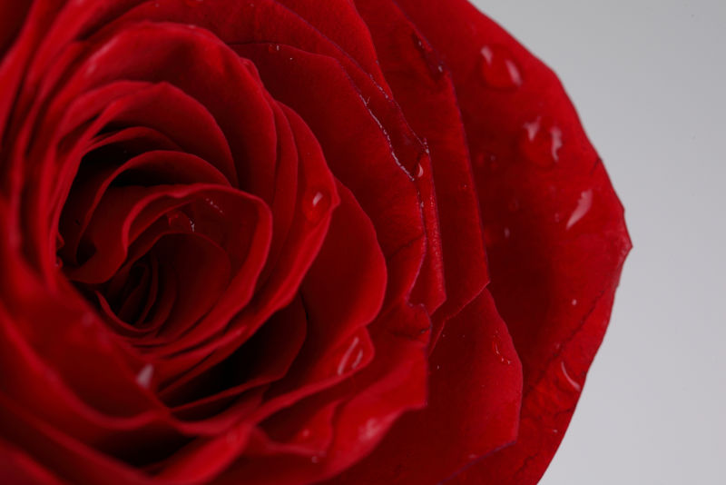 一朵被雨滴浸湿的红玫瑰