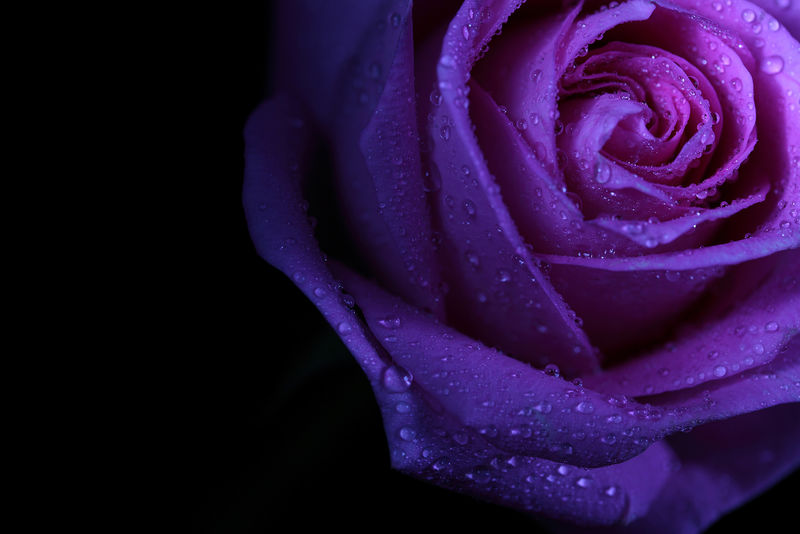紫罗兰玫瑰与水滴特写