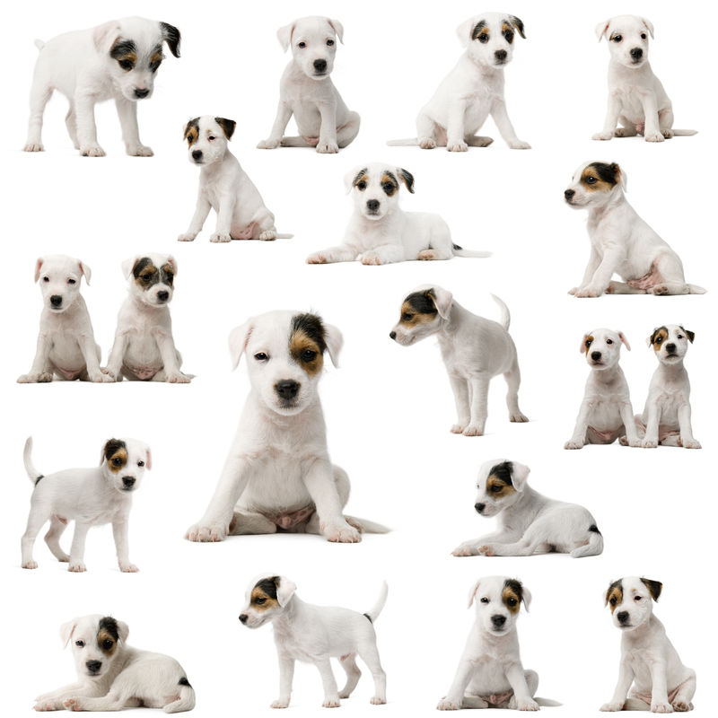 白色背景前的Parson Russell Terrier小狗系列