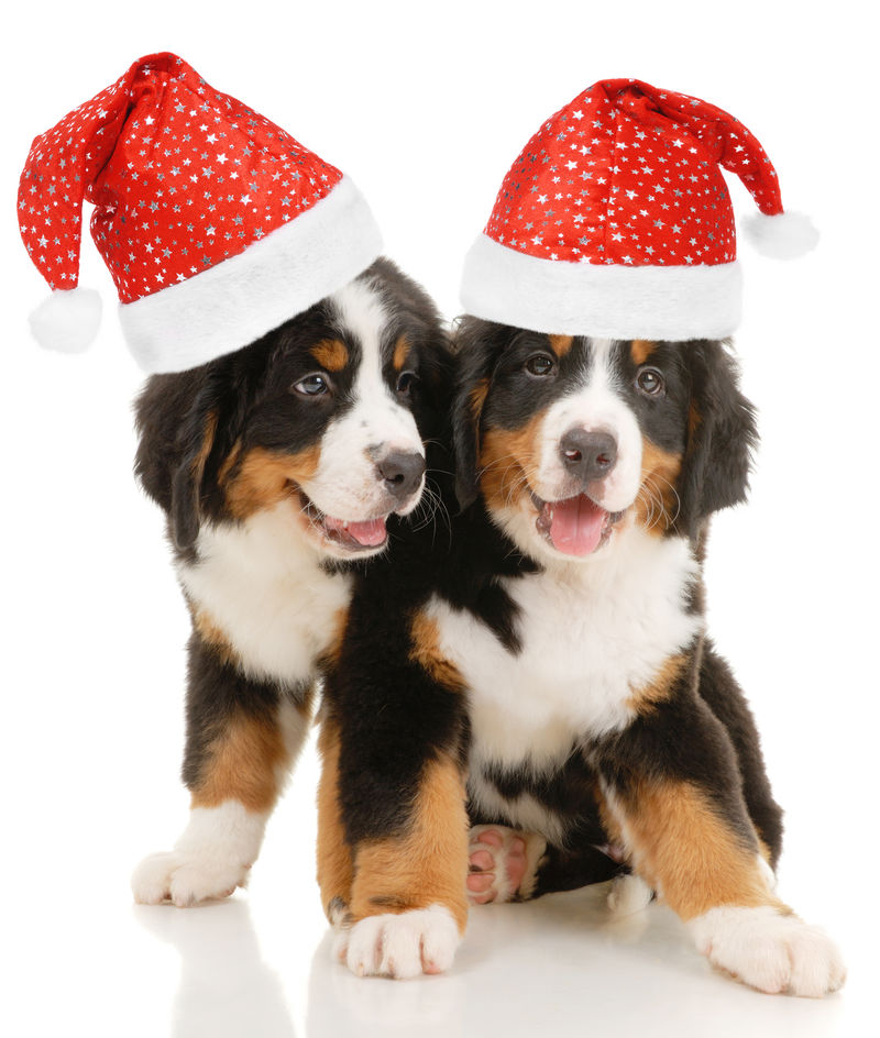 两条白底圣诞装饰品的伯尔尼森嫩洪幼犬