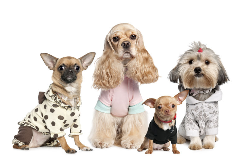 四只狗在白色背景前穿：奇瓦瓦犬石子犬和可卡犬