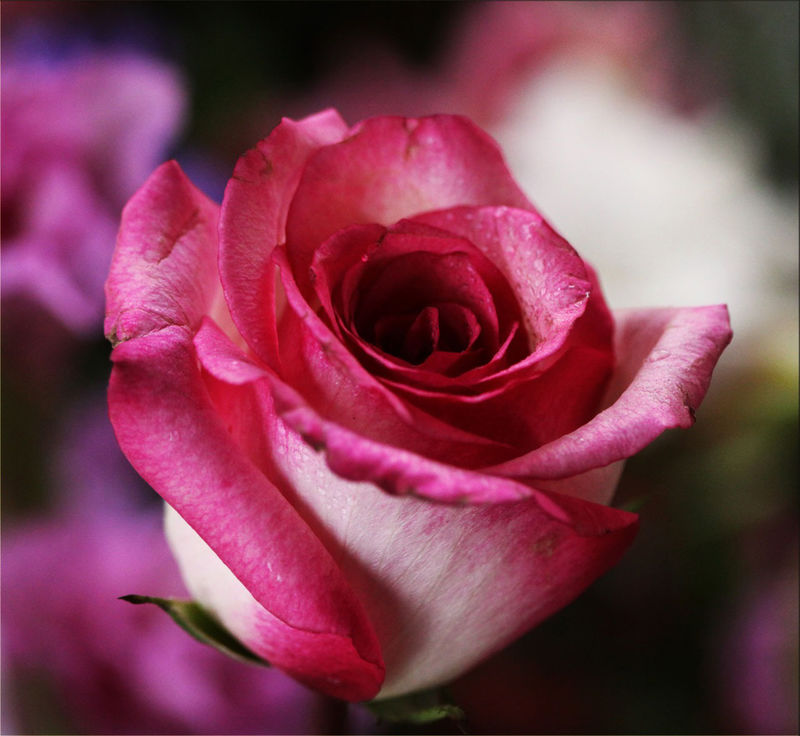美丽的特写玫瑰-情人节概念