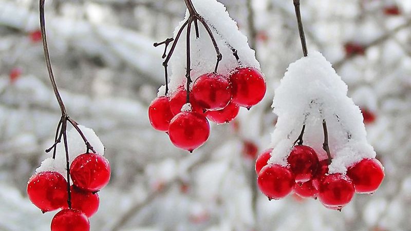冬季浆果