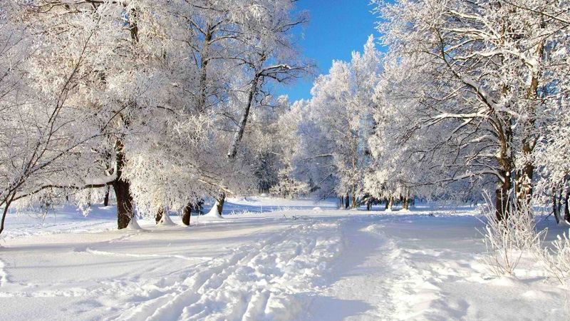 雪中的冬季公园