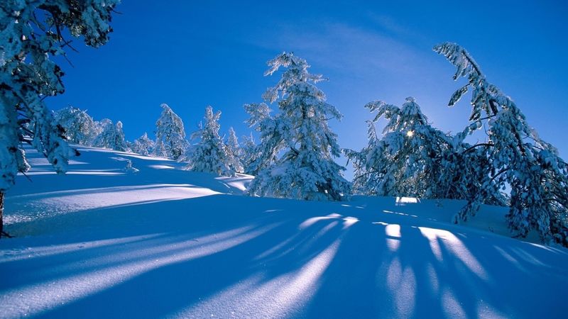 班斯科全景滑雪场-雪松树和山脉-保加利亚
