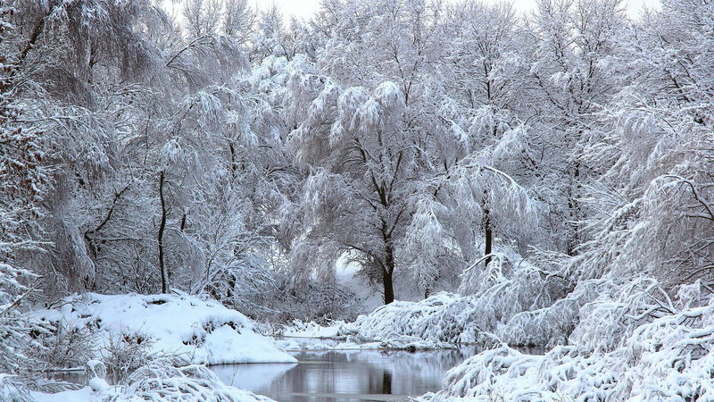 约塞米蒂冰雪覆盖的树