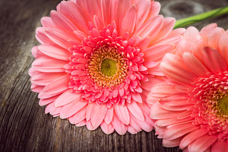 木制背景上的粉红色菊花非洲菊-复古色调