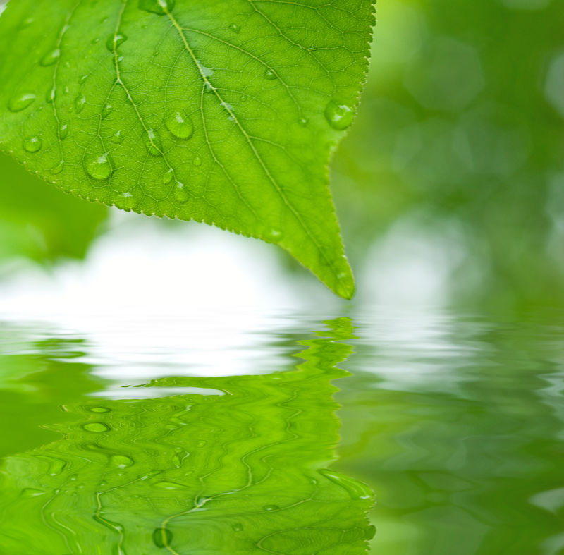 绿叶在水中反射浅焦