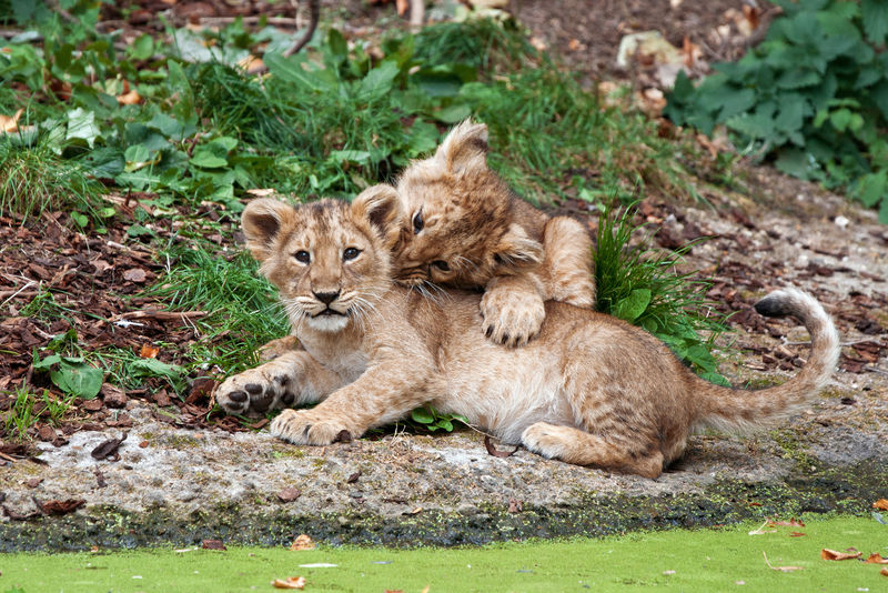 两只幼狮在玩耍