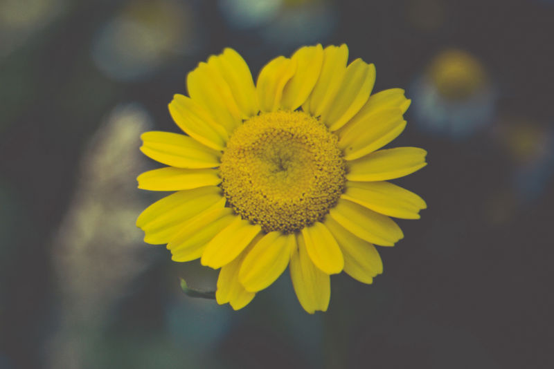 花药酊（cota tinctoria或金色玛格丽特-黄色洋甘菊）花