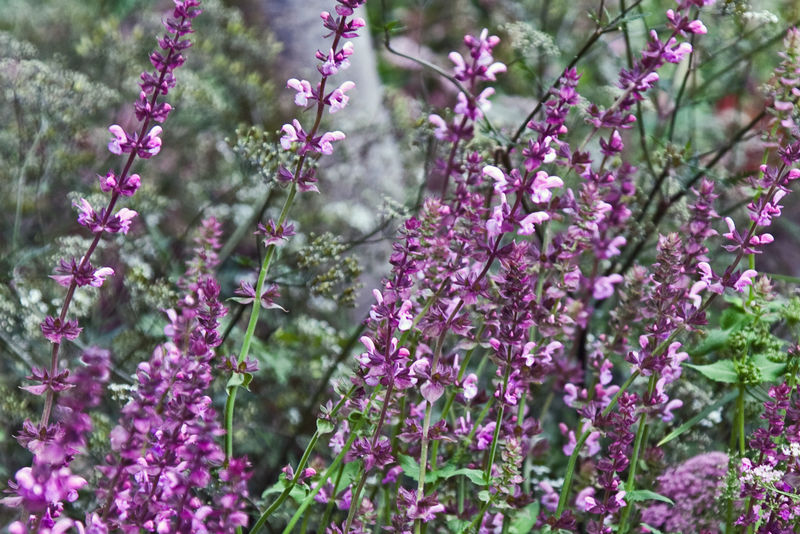 牛膝草的紫色花（牛膝草）