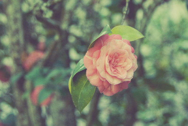 花园里盛开含苞的玫瑰