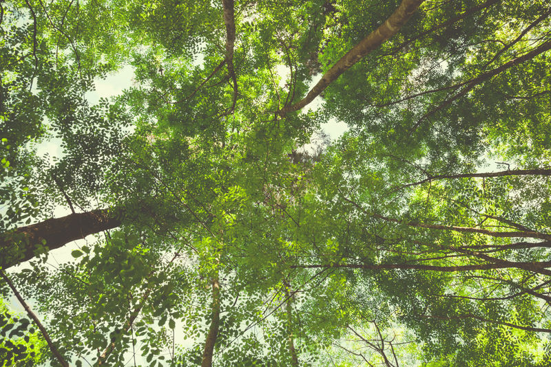 太阳光在森林里仰望-绿色的树枝自然抽象-从下往上看