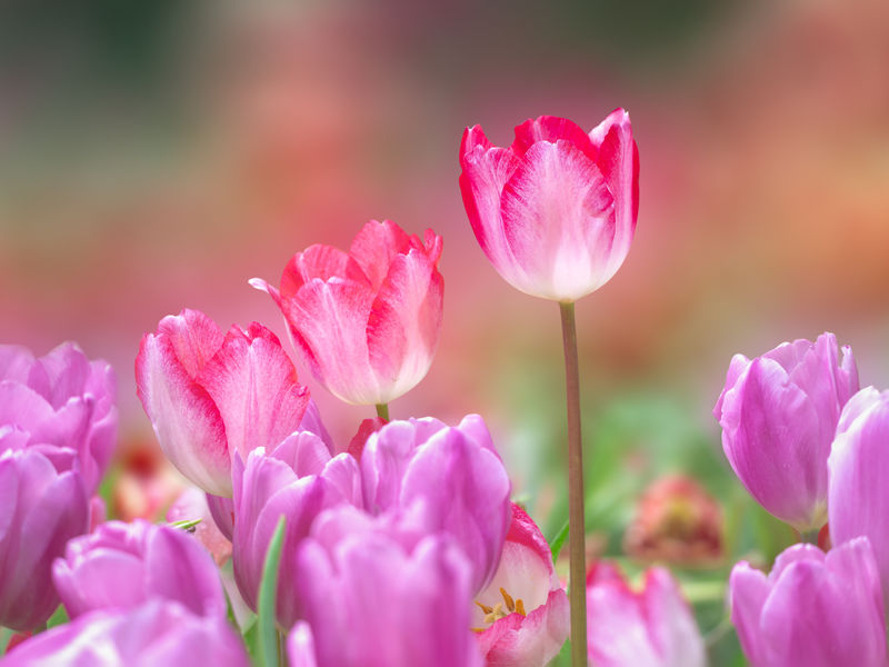 花园里的红色郁金香花-户外公园