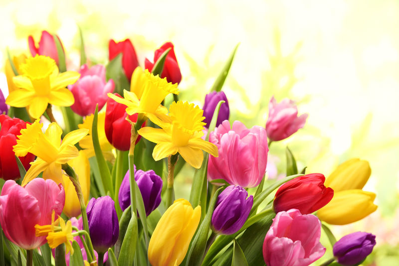 colorful tulips和daffodils