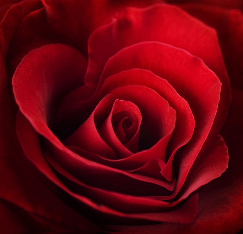 情人红玫瑰心形