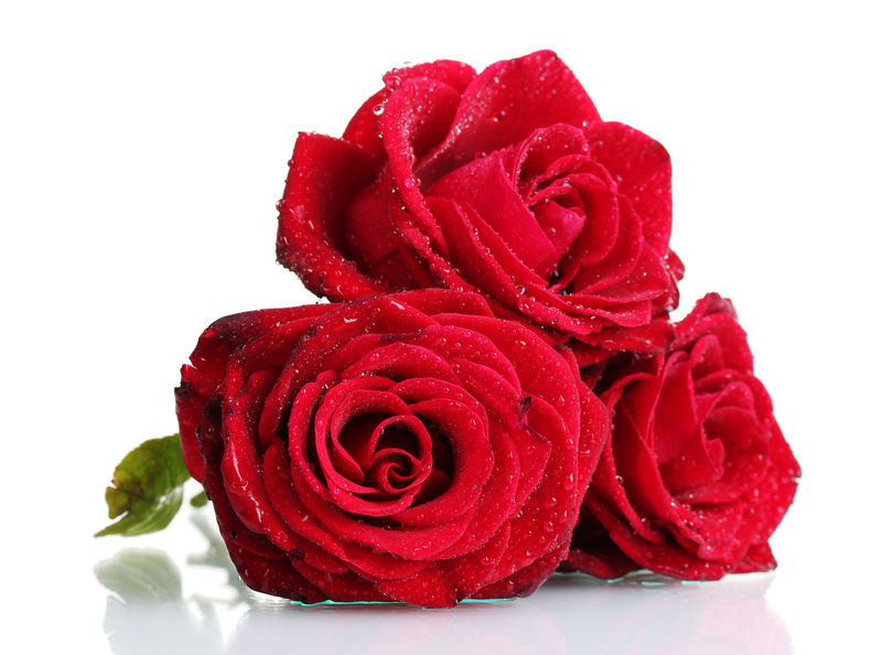 三朵美丽的红玫瑰与白色隔离开来