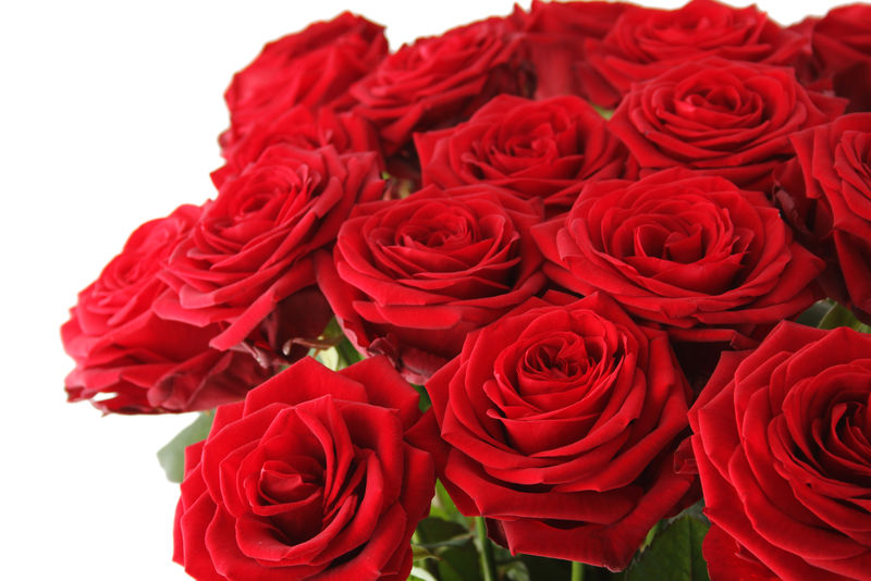 一束美丽的红玫瑰的特写镜头