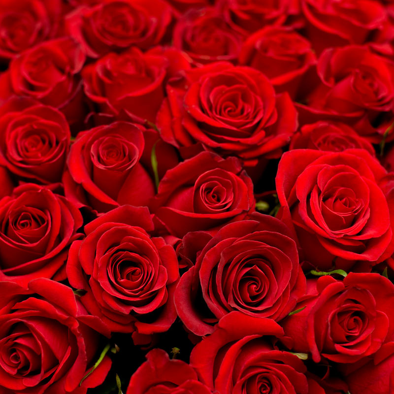 许多红玫瑰在浅度拍摄