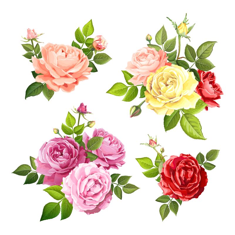 一套美丽的花束-花由红粉红黄和缓的桃子开花的玫瑰和叶子花蕾组成-独立于白色背景-花卉设计元素-矢量水彩插图
