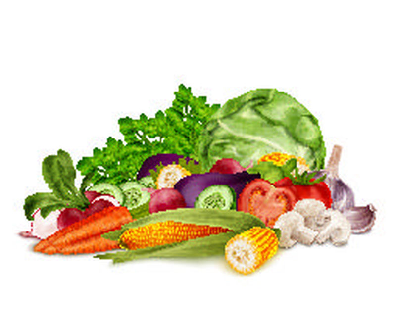 新鲜蔬菜有机食品集静物生命分离白背景矢量图