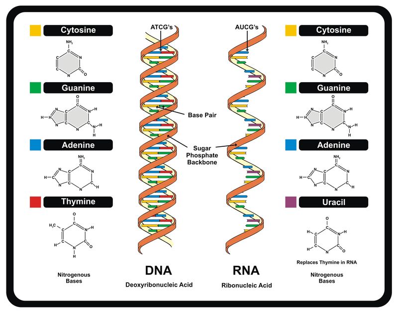 载体-DNA和RNA