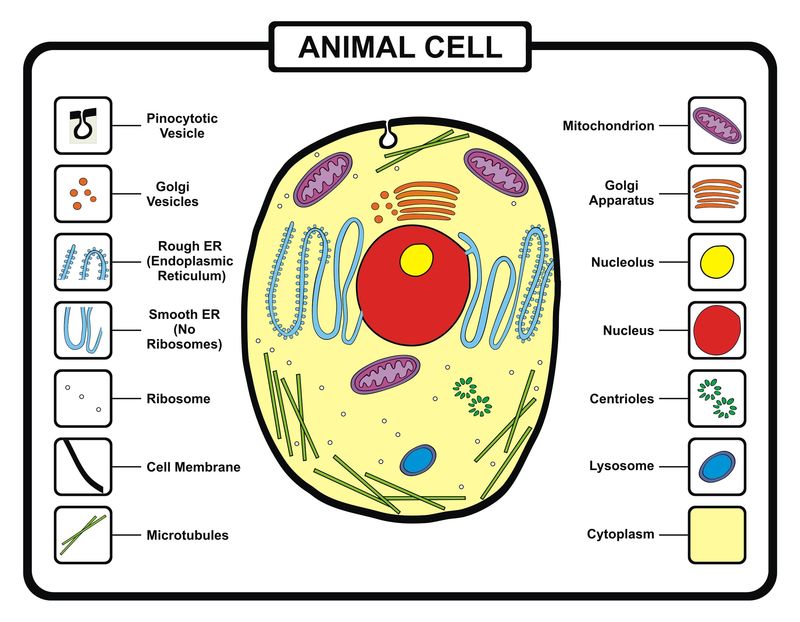 向量动物细胞
