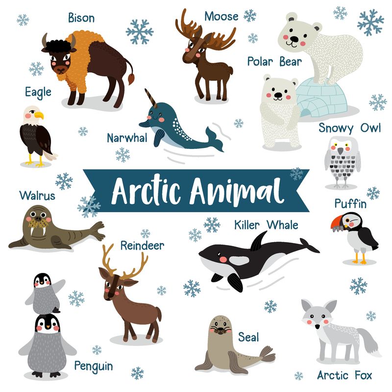 白色背景的北极生物卡通-动物名