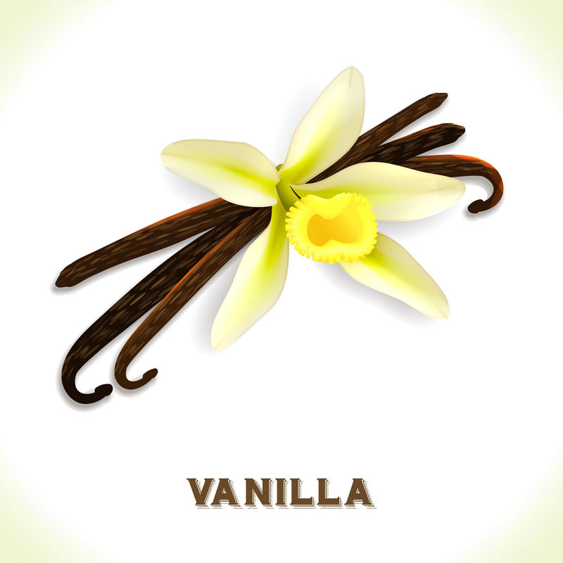 Vanilla pod isolated on white