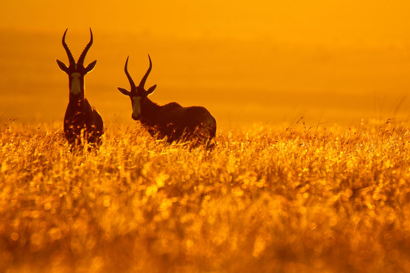 南非金门国家公园日落时分站在金色草地上的一对博特博克