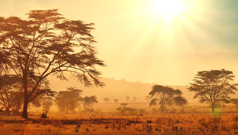 日出时的非洲大草原
