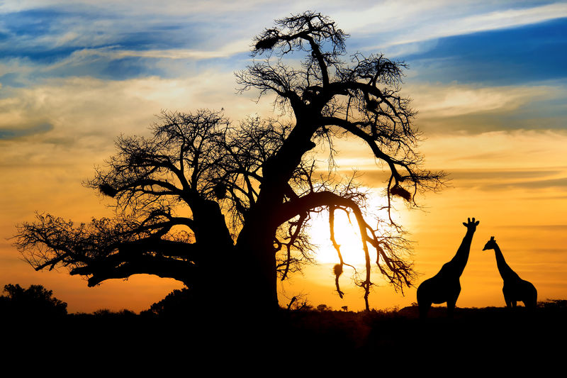 非洲大草原上与猴面包树和长颈鹿一起的壮观日落