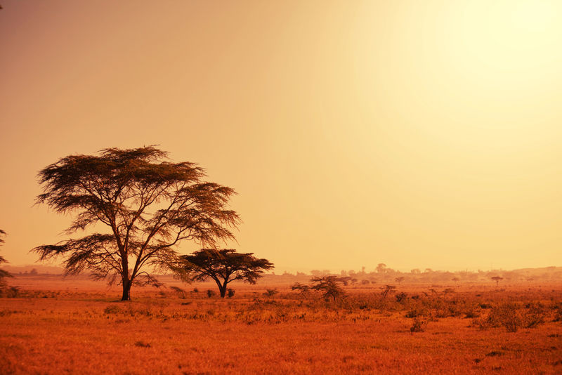纳米比亚非洲的箭袋树
