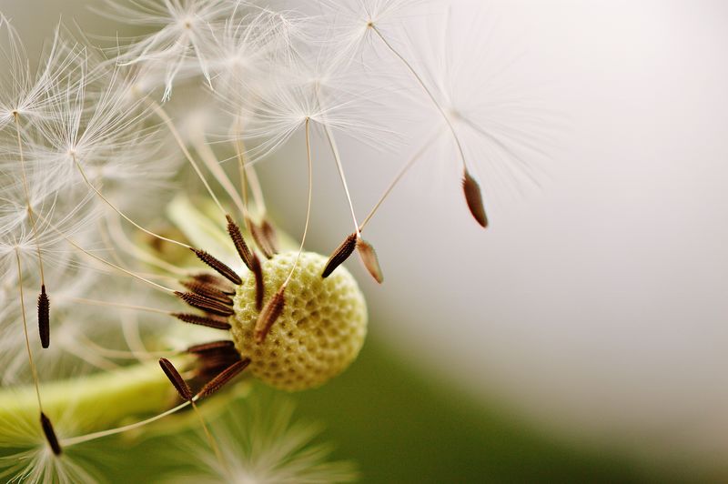 蒲公英种子特写-自然界中蓬松的蒲公英花